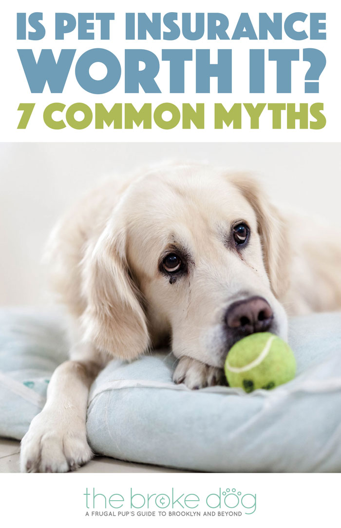 Is pet insurance worth it? Are you considering pet insurance, but have a few doubts? We're addressing seven of the most pervasive pet insurance myths and concerns.