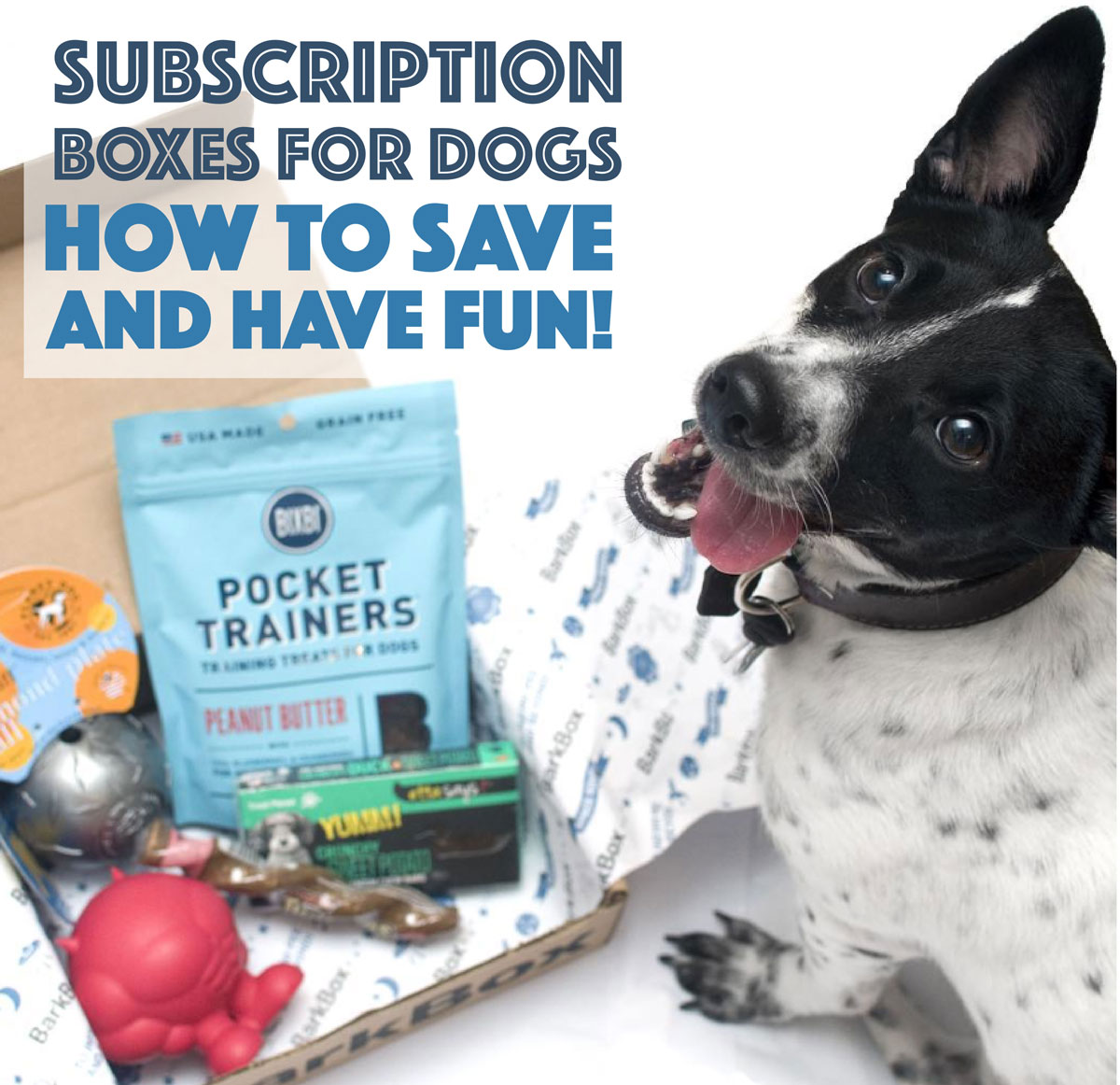 The Broke Dog: How to Save and Have Fun With Dog Subscription Boxes!