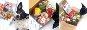 The Broke Dog: Save Money With Dog Subscription Boxes