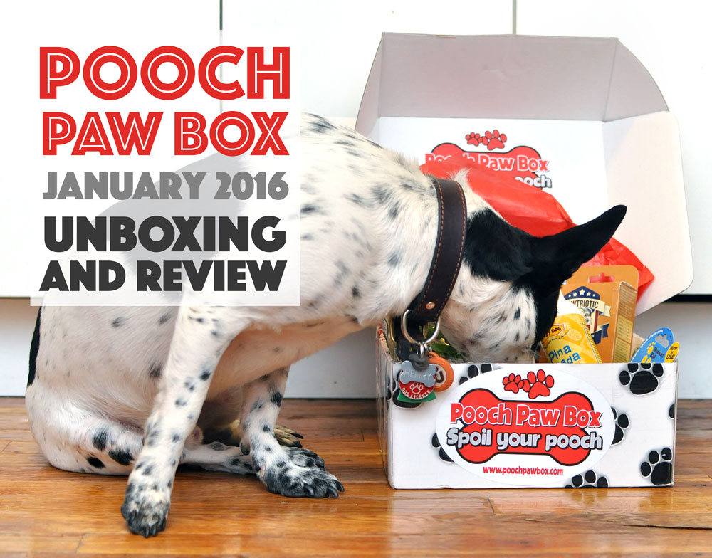 Henry and I review Pooch Paw Box, a dog subscription box service, and show you what's inside our box!