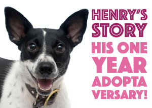 Henry's Story on The Broke Dog