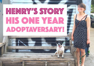 The Broke Dog: Henry's Story and One Year Adoptaversary