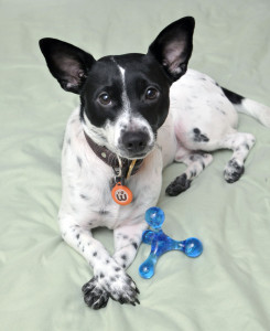 What is chewable, toss-able, durable, and made in the USA? The Jack For Joy! Henry gave this great toy a test run - click to see what he thought!