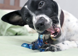 What is chewable, toss-able, durable, and made in the USA? The Jack For Joy! Henry gave this great toy a test run - click to see what he thought!