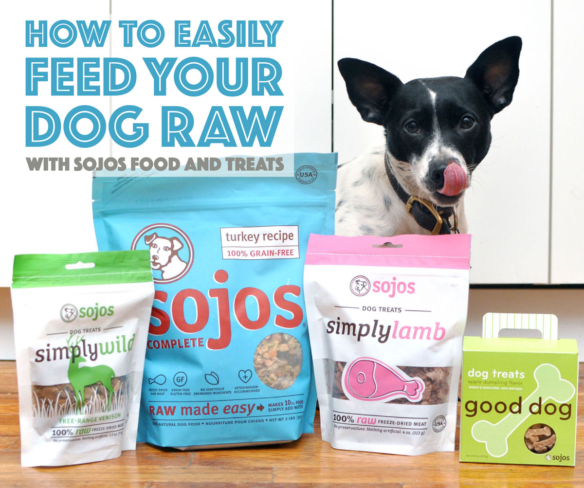 What is irresistible, packed with enzymes and vitamins, and made in the USA from human grade ingredients? Sojos! Henry and I took Sojos Complete and Sojos treats for a test run and have some tips for easily adding raw benefits to your dog's diet!