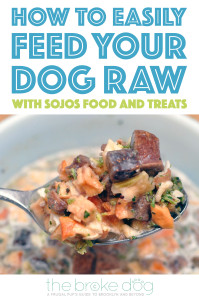 What is irresistible, packed with enzymes and vitamins, and made in the USA from human grade ingredients? Sojos! Henry and I took Sojos Complete and Sojos treats for a test run and have some tips for easily adding raw benefits to your dog's diet!