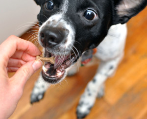 What is irresistible, packed with enzymes and vitamins, and made in the USA from human grade ingredients? Sojos! Henry and I took Sojos Complete and Sojos treats for a test run and have some tips for easily adding raw benefits to your dog's diet!