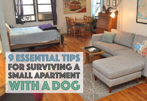 Do you share a small apartment with a dog? It doesn't have to be stressful! Here are nine essential tips to make it easier for both of you.