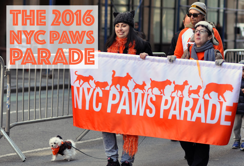 Hundreds of attendees (both animal and human) came out to celebrate the ASPCA's 150th anniversary by partaking in the first NYC Paws Parade!