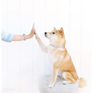Bearytail Leather Co. makes beautiful matching dog collars and bracelets to show the world how much you love your pup! Tale 20% off with code THEBROKEDOG!