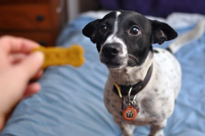 From Nuggie with Love LLC specializes in the formulation holistic, artisanal dog treats and premium all-natural pet care products. Henry and I interview the founder, Alley, and give some of their treats a test run!