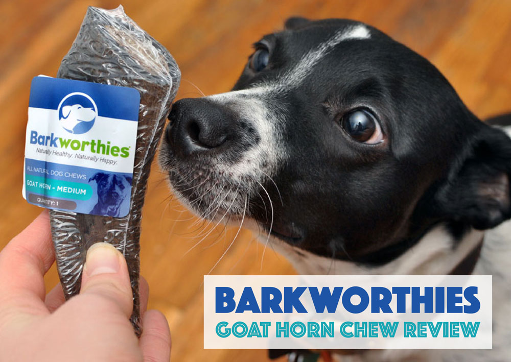 The lovely folks at Barkworthies sent Henry a Goat Horn Chew to review, and I couldn't wait to see his reaction to this natural, long-lasting chew!