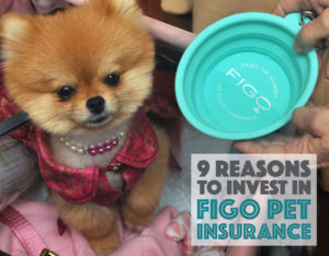 Why do I love Figo Pet Insurance? Let me count the ways... Here are 9 reasons why I think Figo is the best pet insurance for today's pet owners!