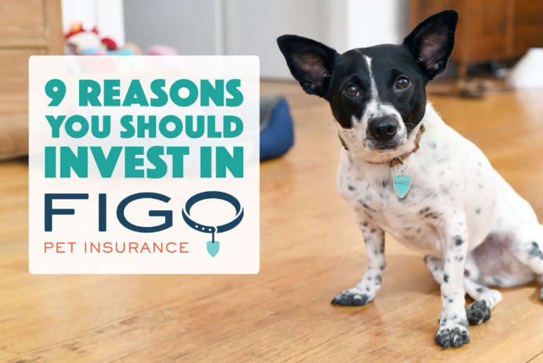 Why do I love Figo Pet Insurance? Let me count the ways... Here are 9 reasons why I think Figo is the best pet insurance for today's pet owners!