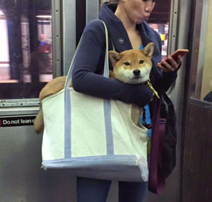 Having a car in New York City is expensive, not to mention a pain in the tush. When forced to travel with their dogs, many New Yorkers choose to take the subway. There is a right way and a wrong way to do this, however, especially if your dog stresses easily. Keep reading to learn how to bring your dog on the subway while following the law and assuring it's an easy trip for you, your dog, and your fellow passengers.