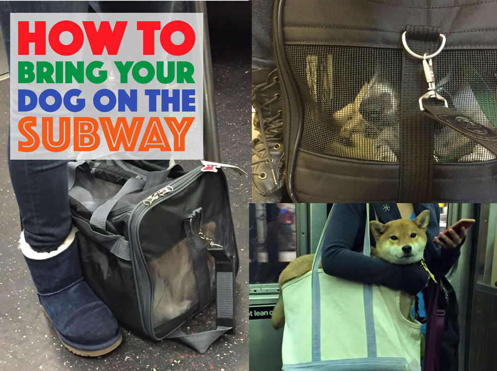 Having a car in New York City is expensive, not to mention a pain in the tush. When forced to travel with their dogs, many New Yorkers choose to take the subway. There is a right way and a wrong way to do this, however, especially if your dog stresses easily. Keep reading to learn how to bring your dog on the subway while following the law and assuring it's an easy trip for you, your dog, and your fellow passengers.
