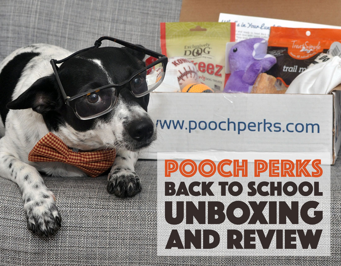 There's nothing like Back to School: new notebooks, new colored pencils, new textbooks, and now, a new Pooch Perks Box! Pooch Perks will help your pup navigate a new school year with its adorable September box, which is stuffed with goodies! Check out our September Pooch Perks review to see what Henry received.