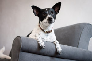 Looking for a pet photographer in the Brooklyn area? Look no further! Petra Romano of Pets by Petra