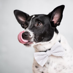 Looking for a pet photographer in the Brooklyn area? Look no further! Petra Romano of Pets by Petra