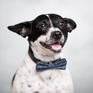 Looking for a pet photographer in the Brooklyn area? Look no further! Petra Romano of Pets by Petra