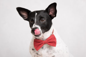 Looking for a pet photographer in the Brooklyn area? Look no further! Petra Romano of Pets by Petra