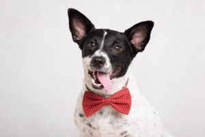 Looking for a pet photographer in the Brooklyn area? Look no further! Petra Romano of Pets by Petra