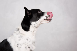 Looking for a pet photographer in the Brooklyn area? Look no further! Petra Romano of Pets by Petra