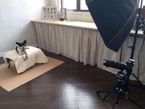 Looking for a pet photographer in the Brooklyn area? Look no further! Petra Romano of Pets by Petra