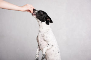 Looking for a pet photographer in the Brooklyn area? Look no further! Petra Romano of Pets by Petra