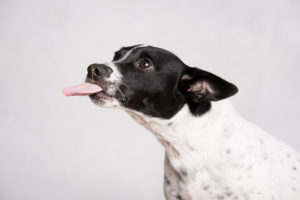 Looking for a pet photographer in the Brooklyn area? Look no further! Petra Romano of Pets by Petra