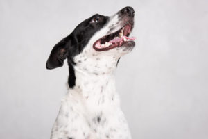 Looking for a pet photographer in the Brooklyn area? Look no further! Petra Romano of Pets by Petra