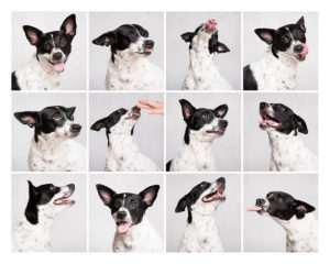 Looking for a pet photographer in the Brooklyn area? Look no further! Petra Romano of Pets by Petra