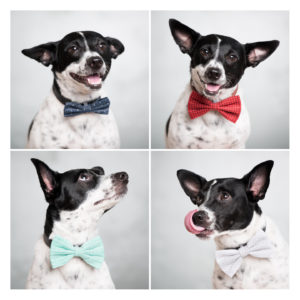 Looking for a pet photographer in the Brooklyn area? Look no further! Petra Romano of Pets by Petra