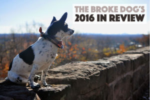 Well, another year over! 2016 was a big one for The Broke Dog, so let's take a quick trip down memory lane. Enjoy this quick Year in Review that touches on some — but not all — of the exciting things that happened this year for me, Henry, and The Broke Dog.