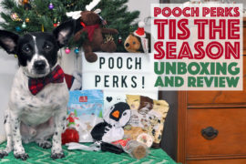 If your dog needs a little prodding to get in on the holiday fun, Pooch Perks is here to help — check out our December Pooch Perks review to learn how!
