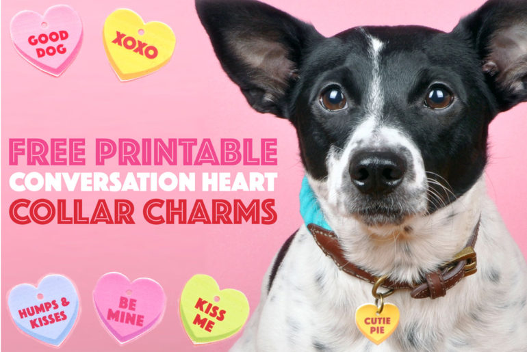 It's almost Valentine's Day, and we all know where your love REALLY lies! With only a few materials, you can make your pup a token of your affection that will also look adorable on his or her collar. Check out these easy Free Printable Conversation Heart Collar Charms for the perfect gift!