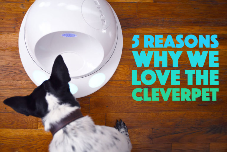 Do you work? Yup, I thought so. We all need to support ourselves! I happen to love my job, but that doesn't mean Henry appreciates that I leave the house for hours at a time. We tried the CleverPet, a smart device that acts like a doggie game console, to see if it would help. Did it? Check out our CleverPet review!