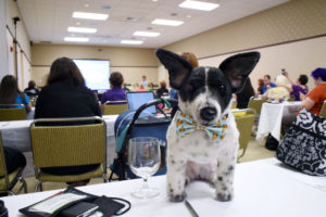 Thinking about attending BlogPaws? This year's conference was my second time at the rodeo, and I've learned a few things along the way. Whether you're a newbie or seasoned veteran, check out my 11 Top Tips for BlogPaws Attendees!