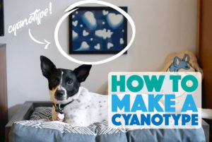 Check out how to make a cyanotype and make your own adorable dog-themed print to hang above your dog's bed!