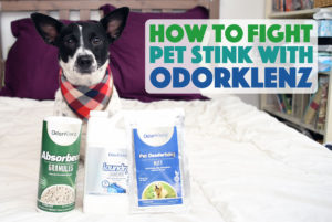 Dealing with "dog stink"? OdorKlenz® has your back! We used it to fight anal gland leakages. Keep reading to learn how to fight pet stink with OdorKlenz!