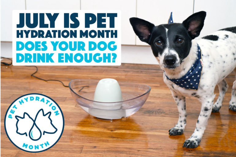 July is Pet Hydration Month, and we've teamed up with PetSafe® Brand to help keep your pets happy and hydrated! Do you know how much your dog should drink?