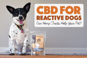 Have you heard the buzz about using hemp for dogs? Learn more about CBD for reactive dogs and how Treatibles is helping Henry!