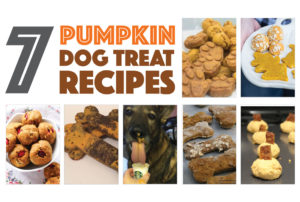 Fall is coming — and that means pumpkins flavored everything. Your dogs don't have to miss out! Check out seven of my favorite pumpkin dog treat recipes from my fellow dog bloggers.