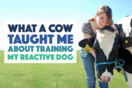 Years before my dog's training classes and medications, there was a cow. Her name was Peaches, and she taught me a surprising lesson about training my reactive dog.