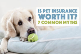 Is pet insurance worth it? Are you considering pet insurance, but have a few doubts? We're addressing seven of the most pervasive pet insurance myths and concerns.