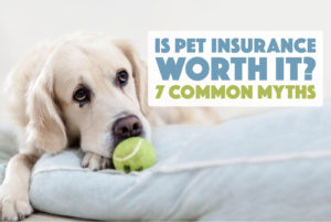 Is pet insurance worth it? Are you considering pet insurance, but have a few doubts? We're addressing seven of the most pervasive pet insurance myths and concerns.