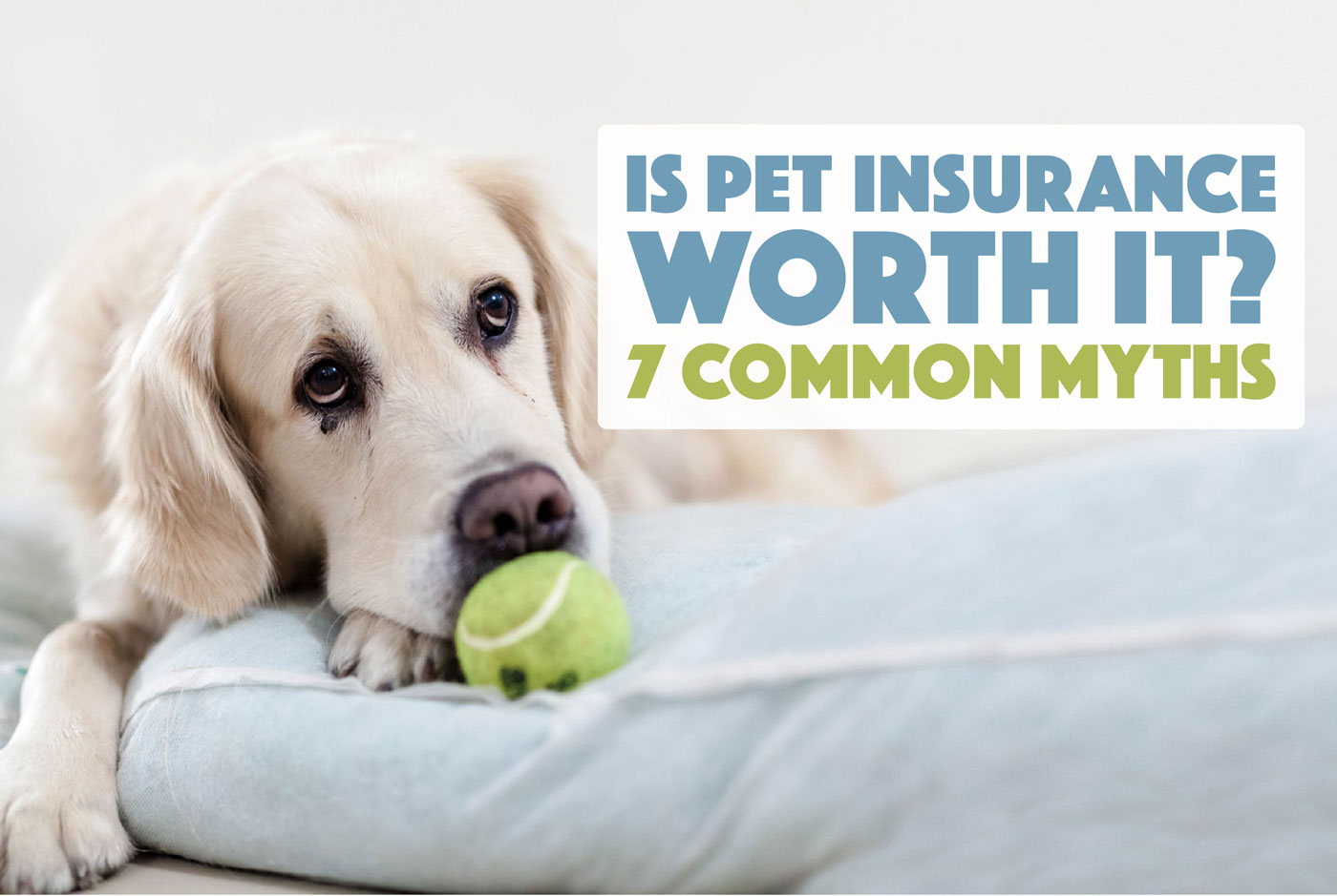 Is Pet Insurance Worth It? 7 Common Myths - The Broke Dog