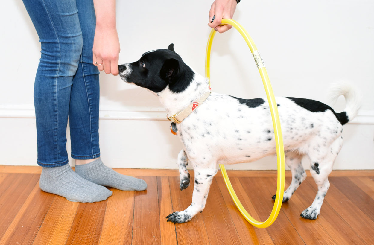 This is your chance to learn twenty new tricks while entering to win some fabulous prizes. We're going to walk you through an old classic: how to teach your dog to jump through a hoop!
