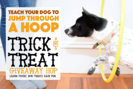 This is your chance to learn twenty new tricks while entering to win some fabulous prizes. We're going to walk you through an old classic: how to teach your dog to jump through a hoop!