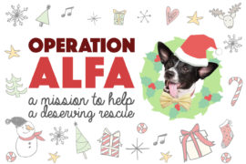 Henry and I are so incredibly grateful for our life together and, as a result, love to put together a charitable project at the holidays. This year, we cooked up up a top secret mission to help the organization we can thank for Henry's life! Without further ado: Operation ALFA!